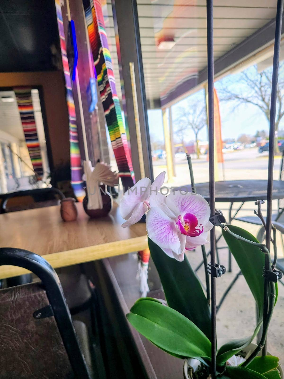 Serene cafe scene with a vibrant orchid and colorful decor, overlooking a sunny suburban view in Fort Wayne.