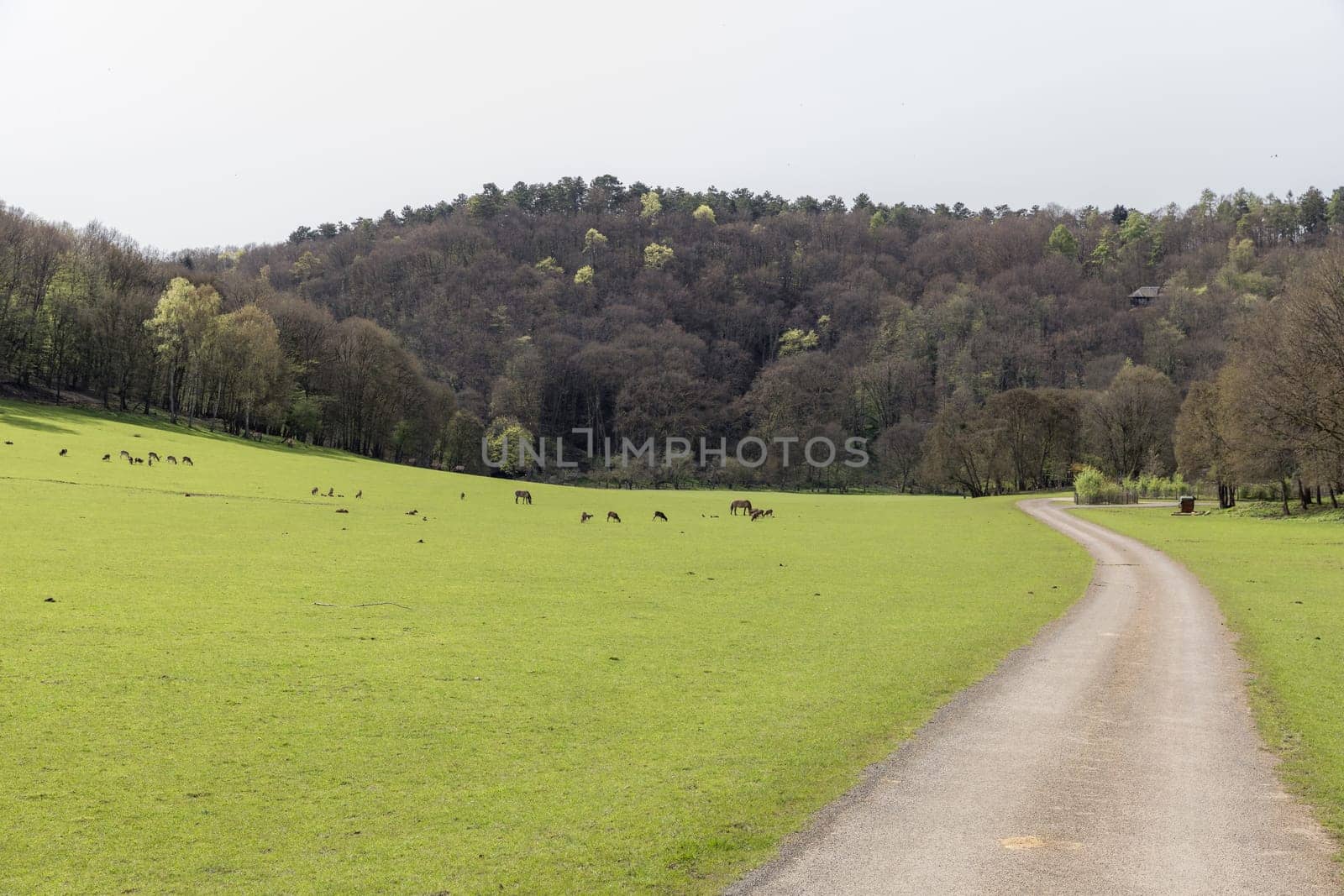 Beautiful view of grazing deer and horses in the reserve. by Nataliya