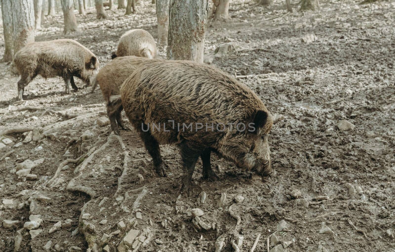 Three wild boars in the forest among the trees. by Nataliya