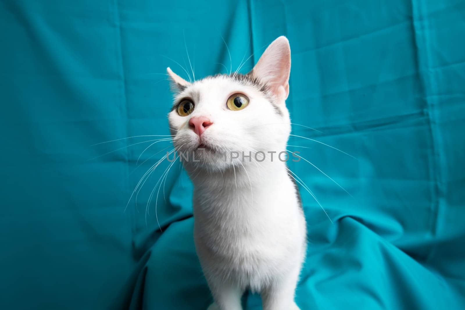 Funny White Kitten at home, portrait close up