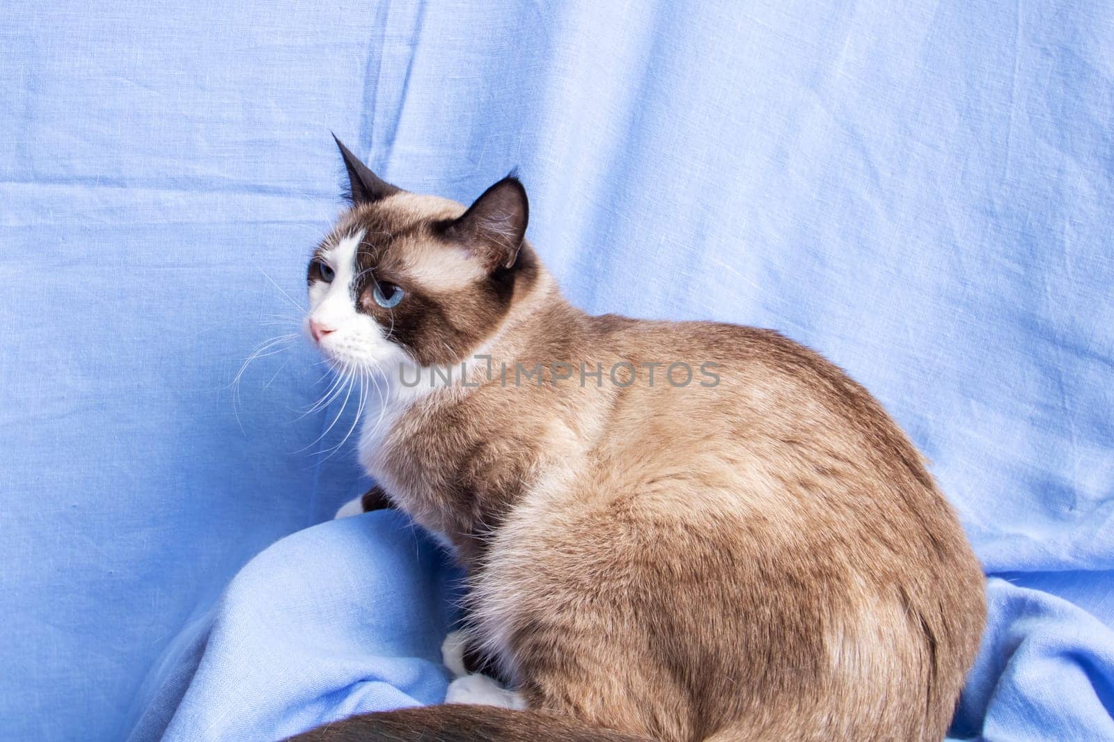 Gray cat with blue eyes portrait on blue background close up