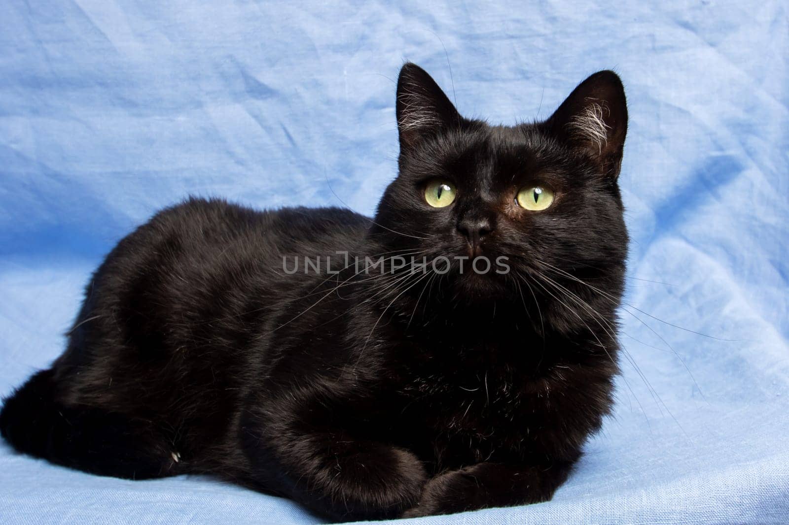 Cute black cat on blue background, close up portrait