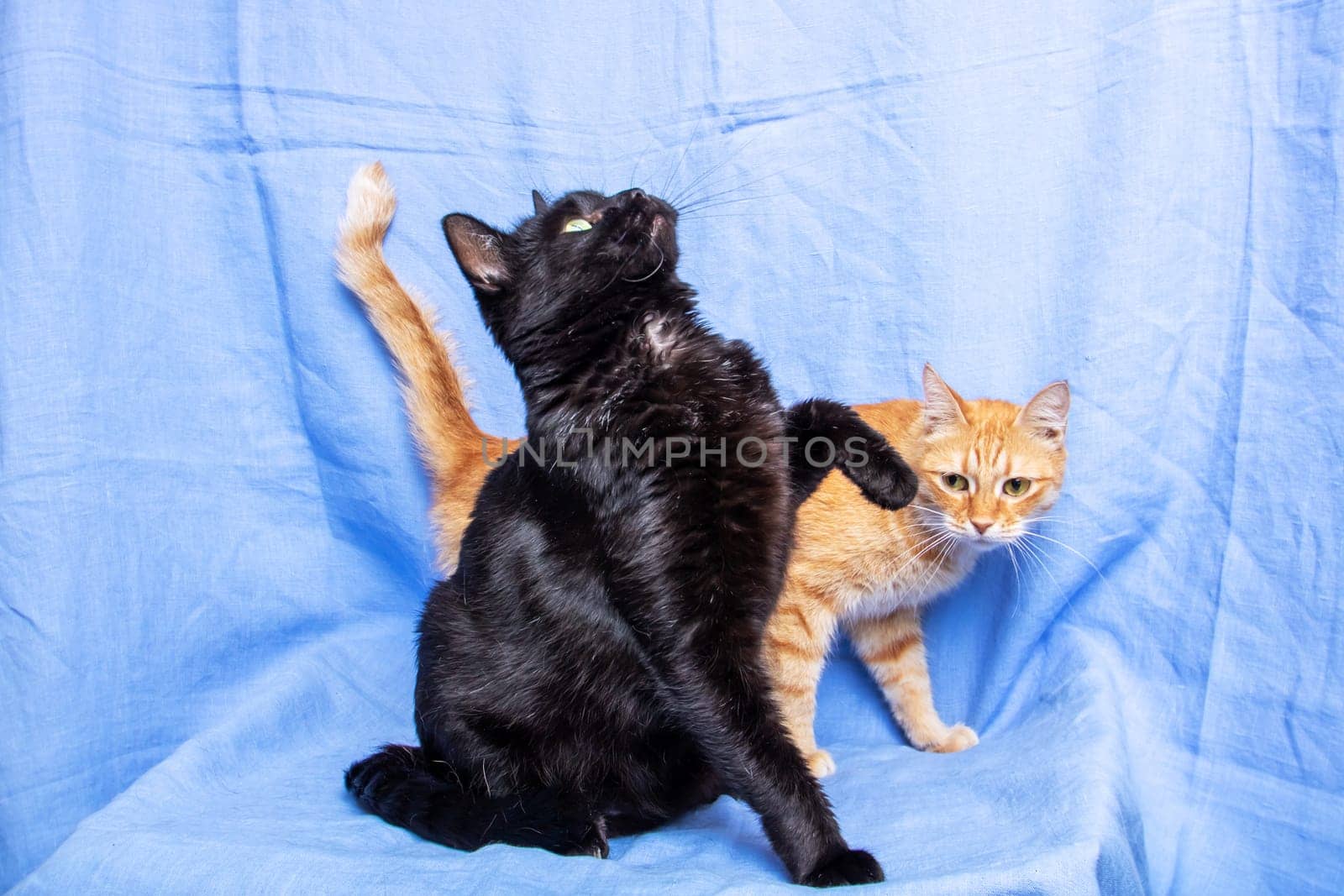 Two Felidae, small to mediumsized cats with whiskers and tails, are playfully interacting on a blue blanket. They are using their paws and snouts to engage in a friendly game