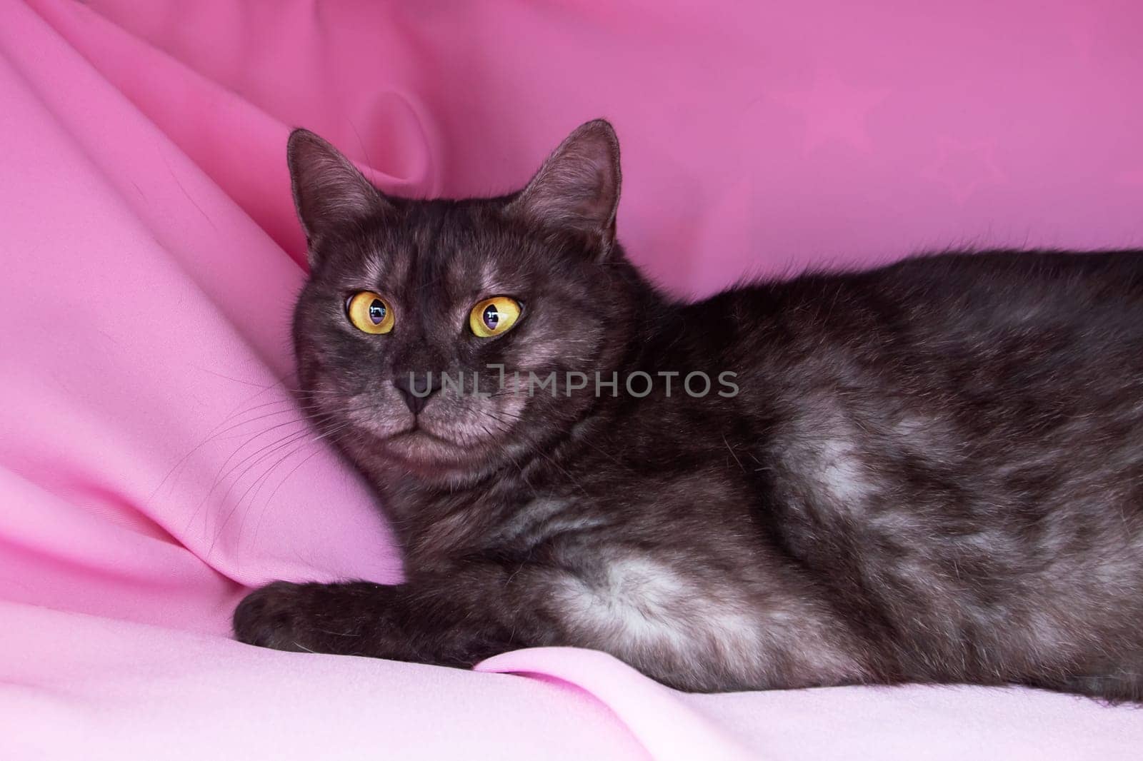 Gray cat with yellow eyes lying on pink background close up