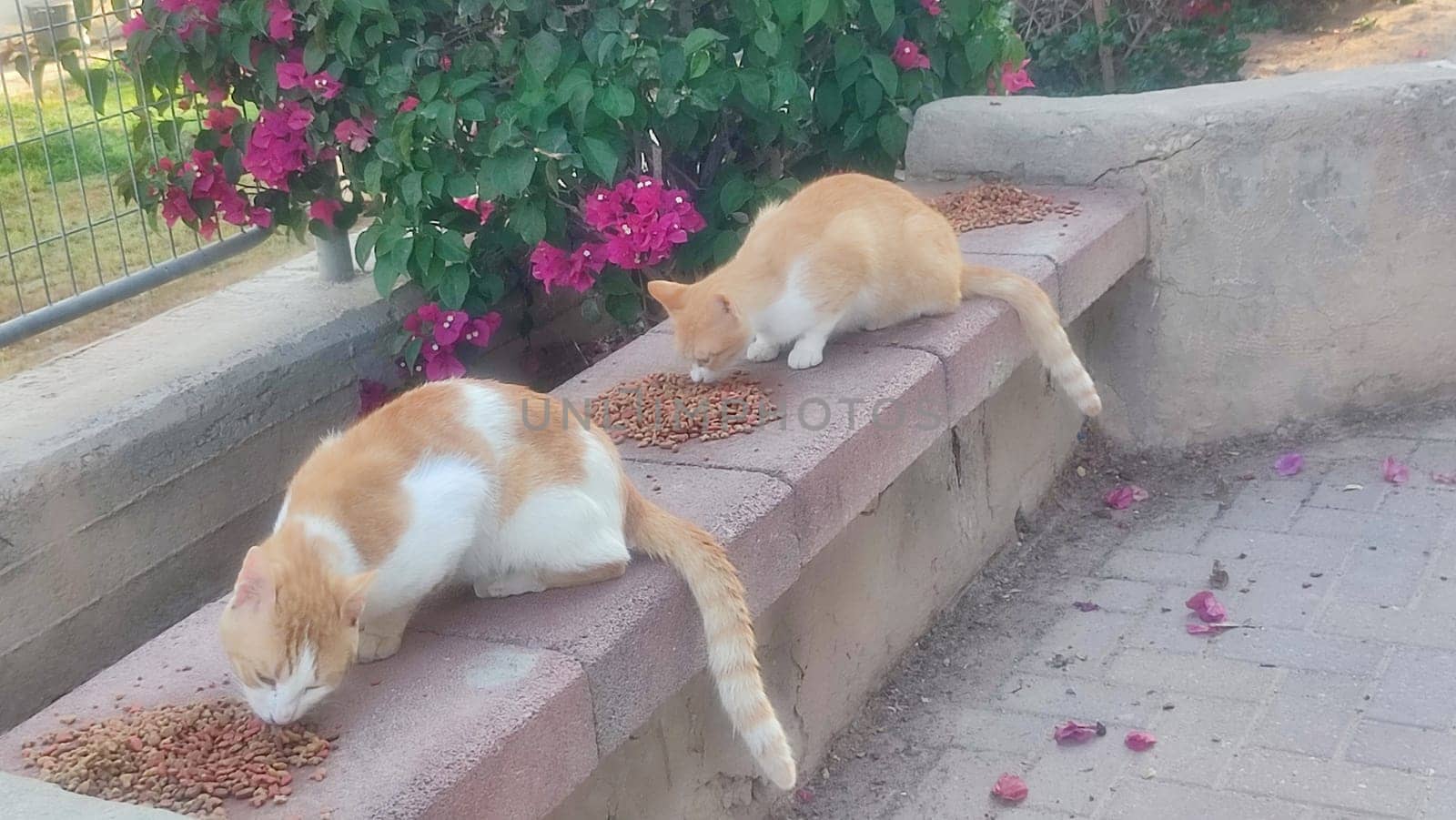 Ginger red cat outdoors, pets, animal street nature. High quality photo