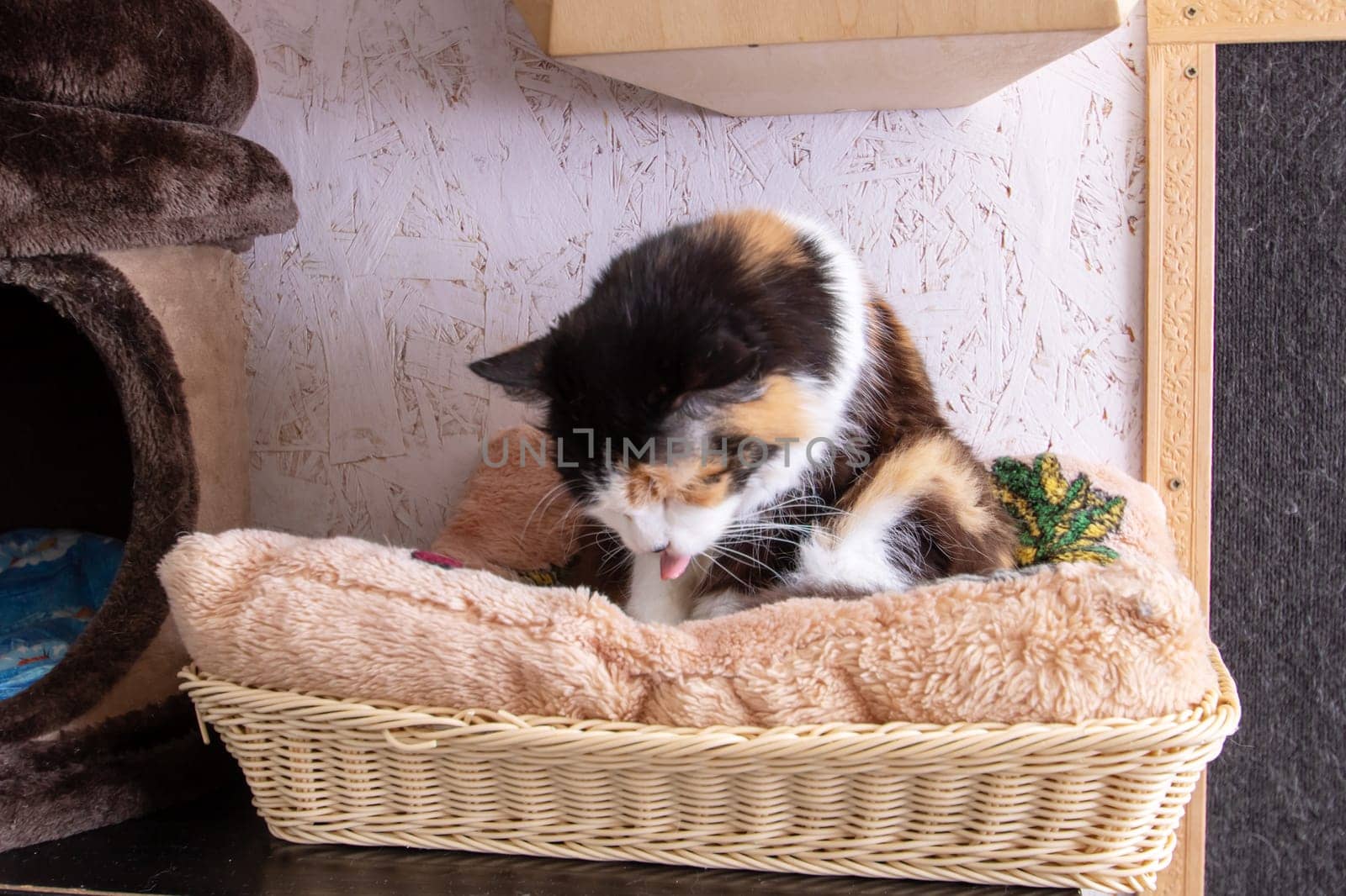 Funny tricolor cat at home, close up portrait