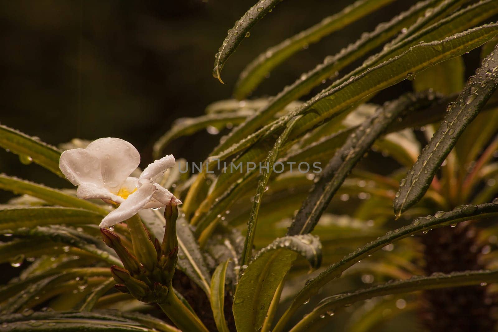 The Madagascar Palm (Pachypodium lamerei), is not a real palm but rather a succulent originating from Madagascar. It is an ideal potted plant.