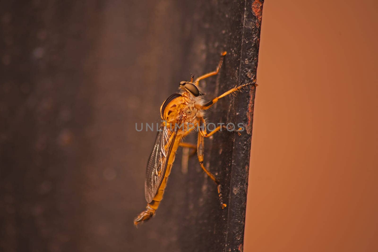 Robber Fly Synolcus Sp 15861 by kobus_peche