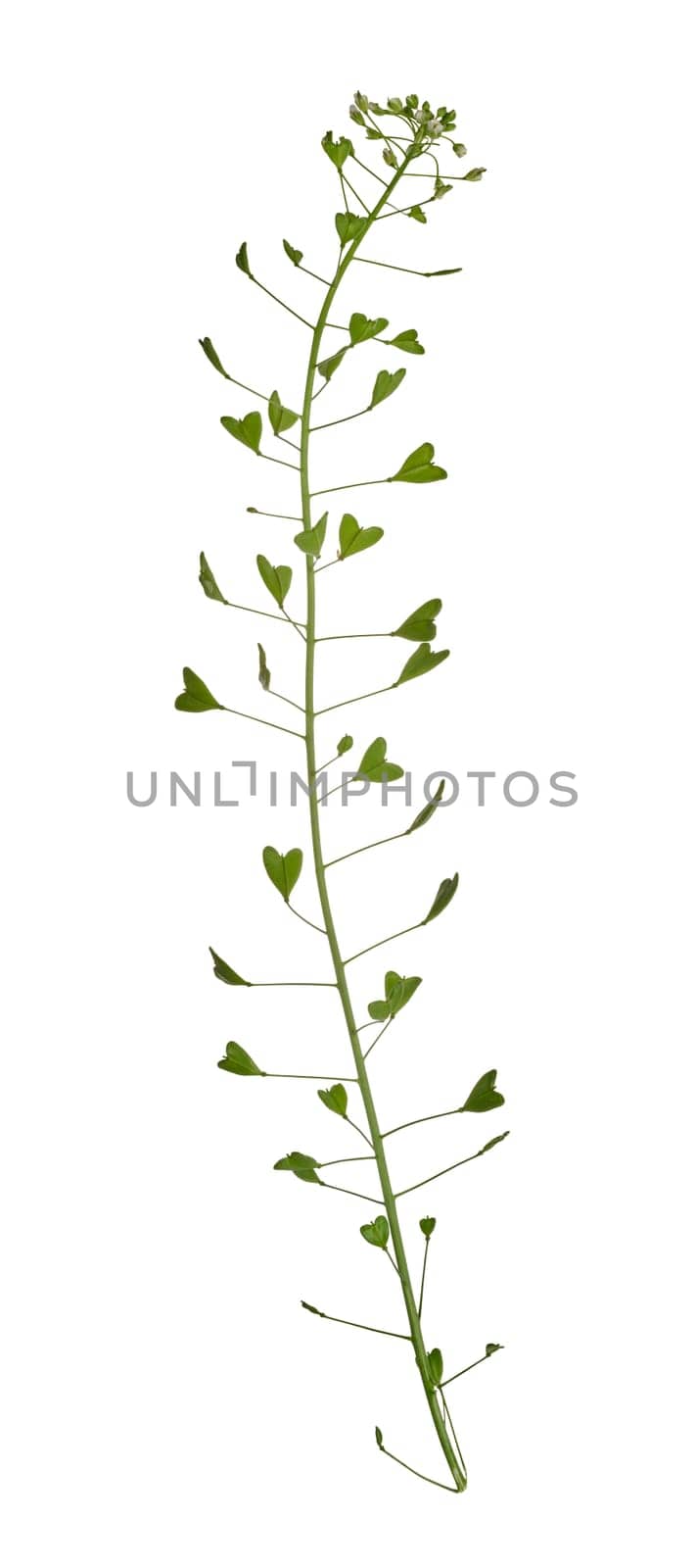 Stem of Capsella plant with white flowers and green leaves on isolated background