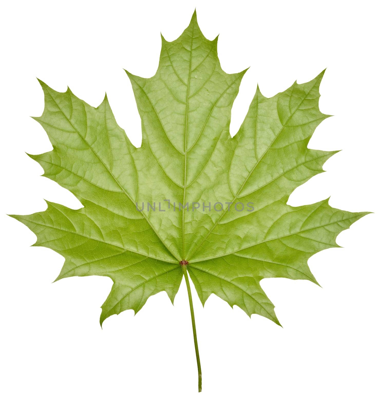 Green Norway maple leaf on isolated background, back side