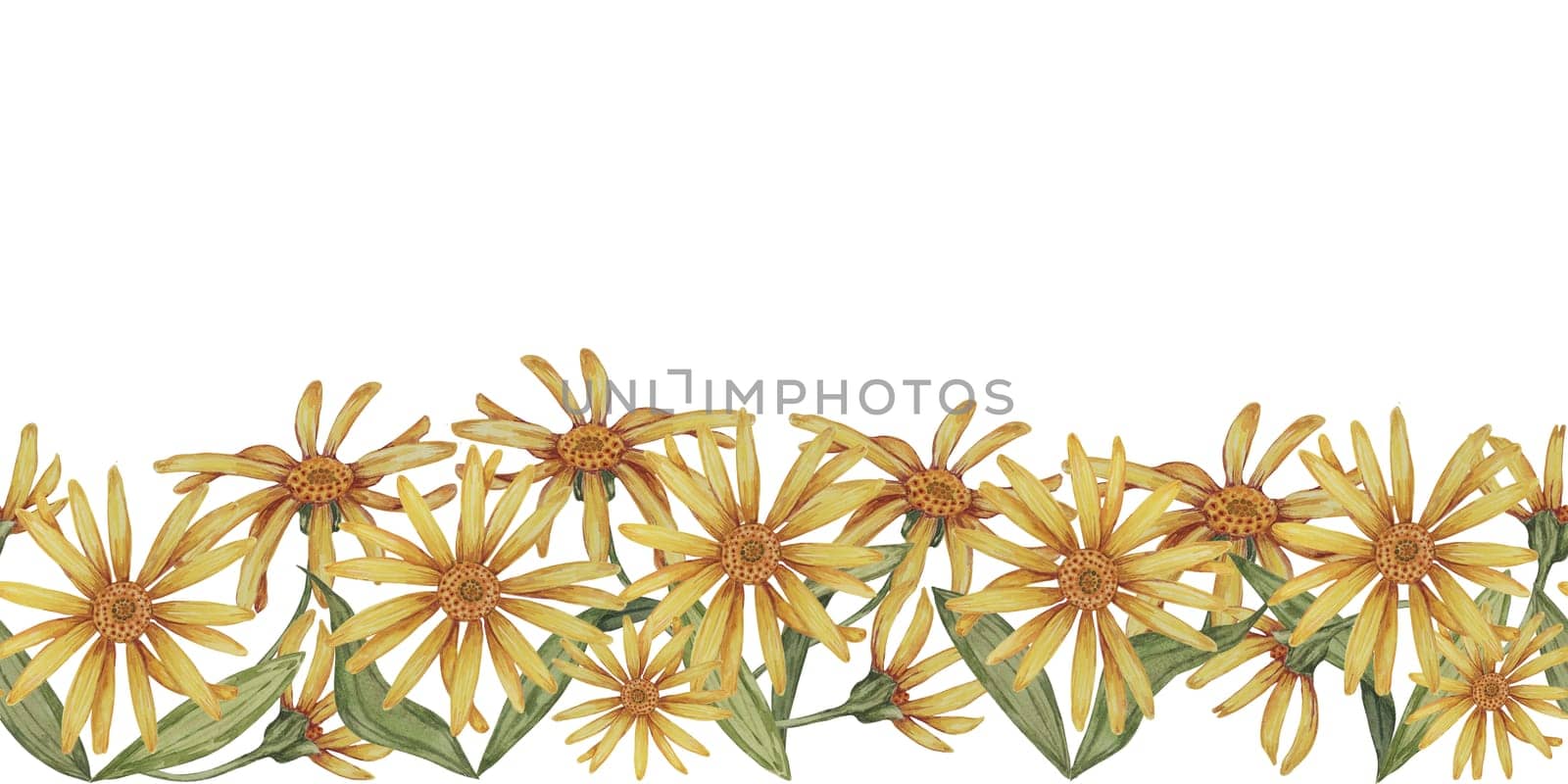 Arnica montana seamless border, ribbon clipart. Watercolor, hand drawn wolfsbane yellow flowers. Floral illustration for packaging, washi tape, labels, gift, beauty, banner, cosmetics, herbal medicine