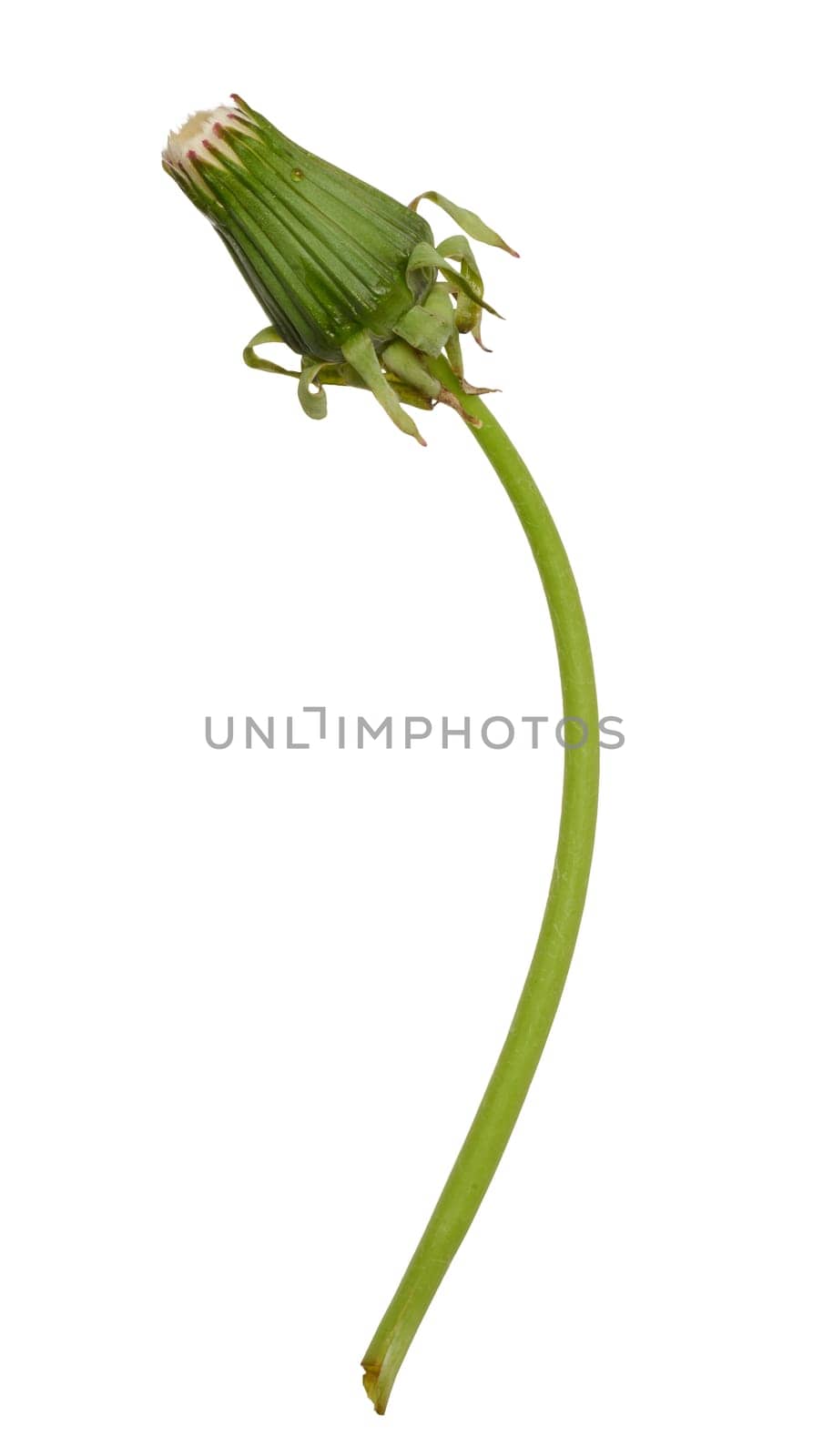 Dandelion on a long green stem, isolated background by ndanko