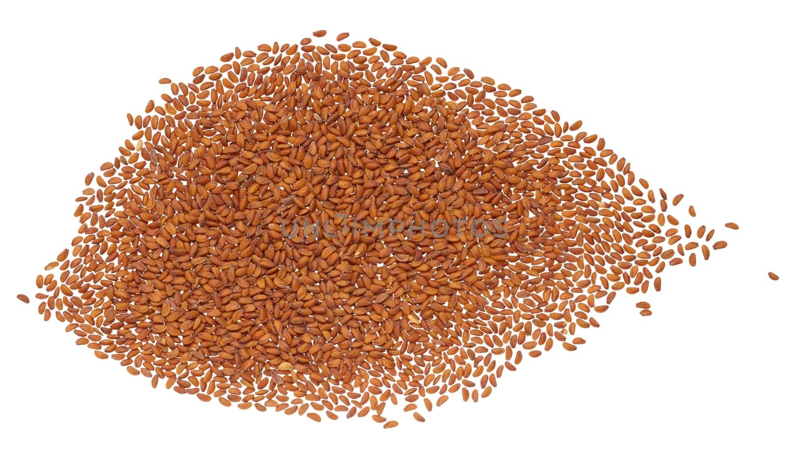 Scattered brown watercress seeds on isolated background, top view