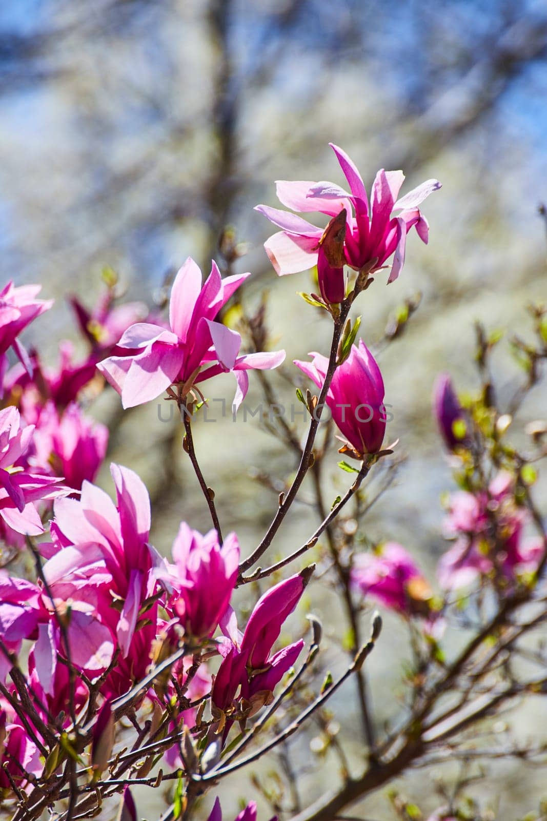 Spring Awakening: Pink magnolia blossoms bloom vibrantly in a serene Fort Wayne park.