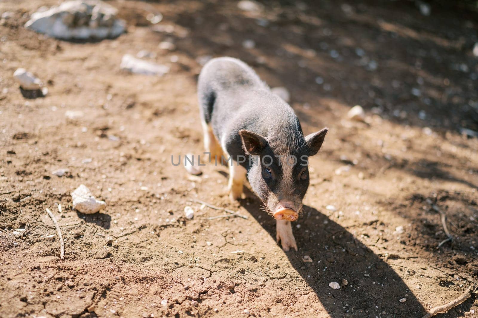 Black dwarf pig walks on the ground looking up. High quality photo