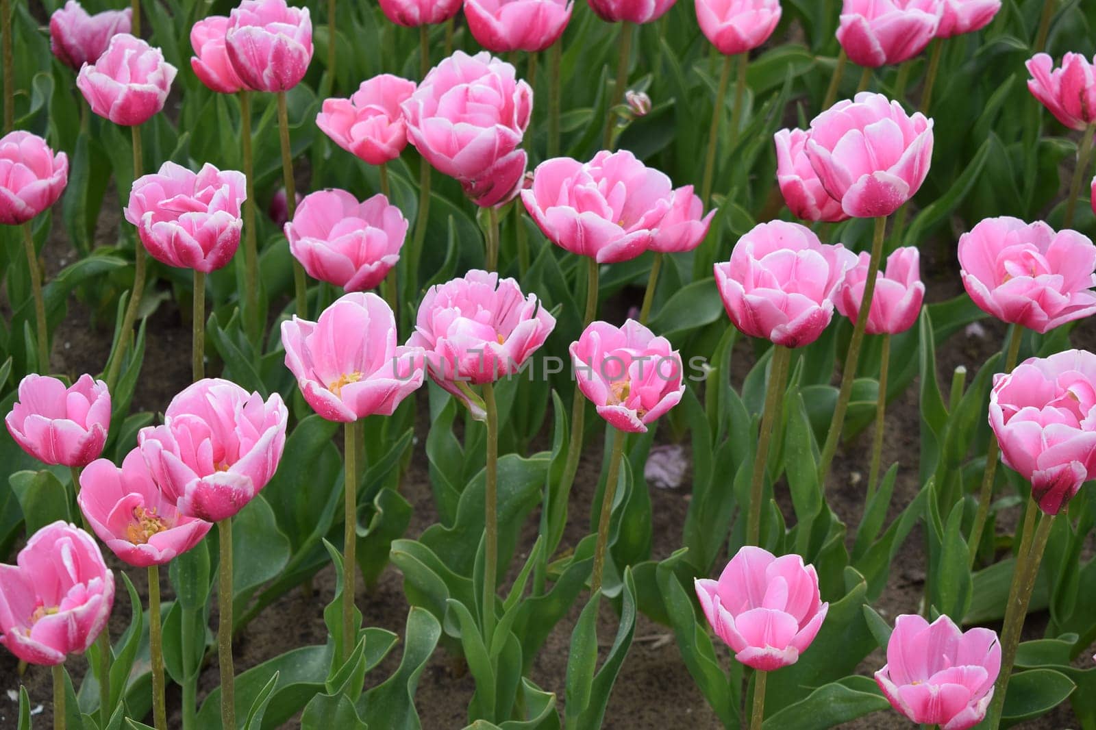 Field with beautiful pink tulips. High quality photo