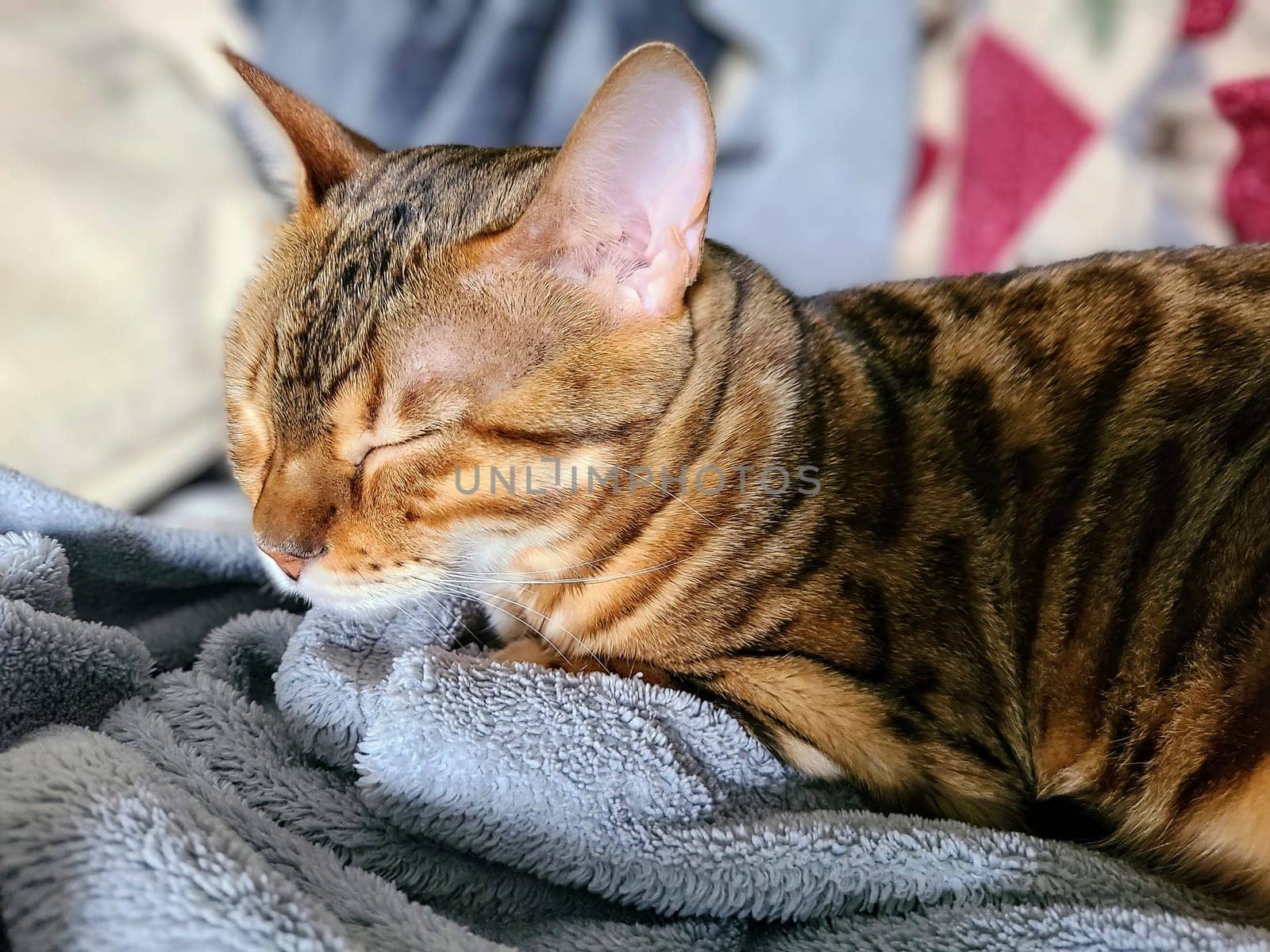 Serene Bengal cat asleep on a grey blanket, bathed in warm sunlight, in Fort Wayne, Indiana.