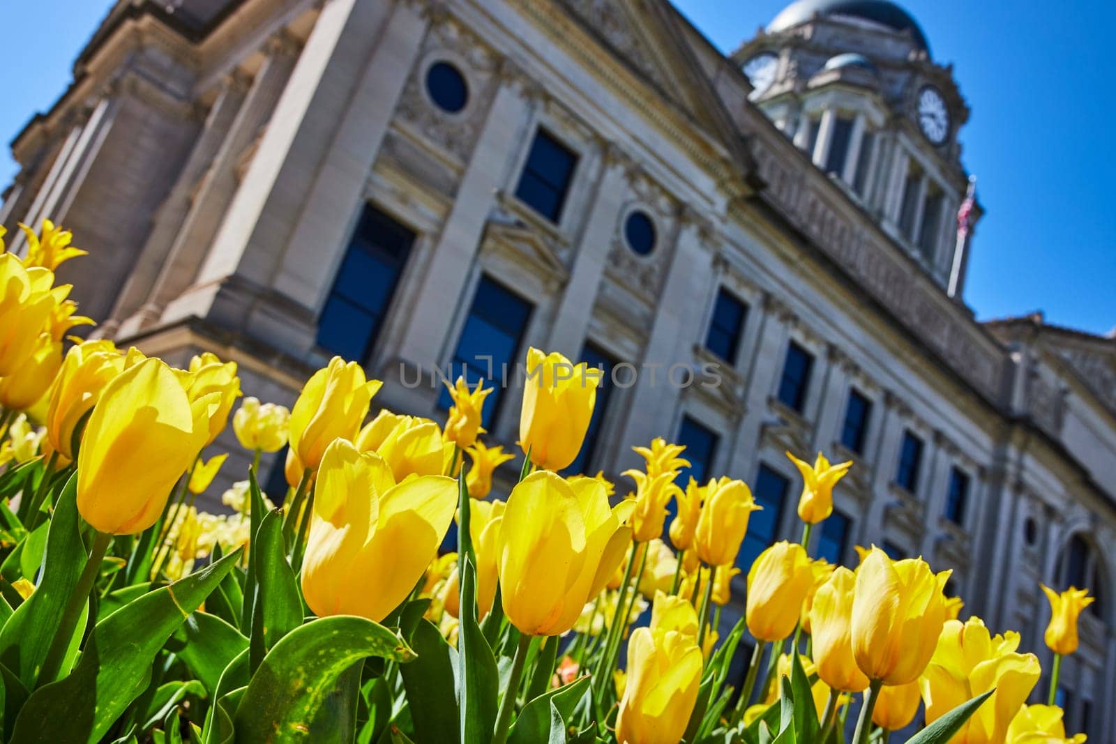 Bright yellow tulips bloom in front of the classical Allen Superior Courthouse in downtown Fort Wayne.