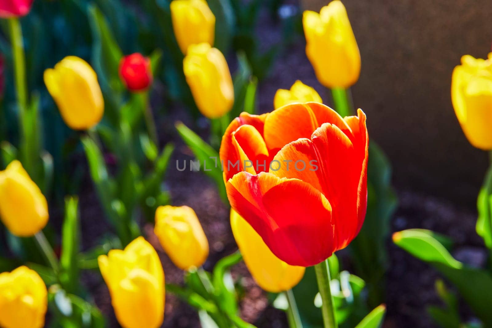 Vibrant orange-red tulip shines in Fort Wayne Botanical Garden, heralding spring amidst a sea of yellow.