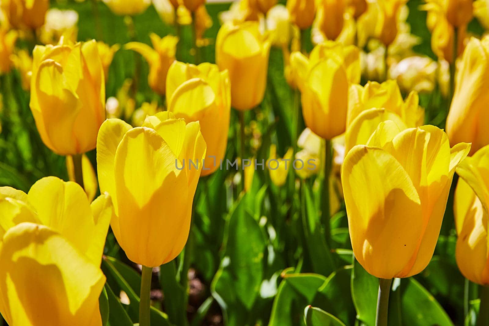 Sunlit field of yellow tulips in Fort Wayne, capturing the essence of spring in vibrant bloom.