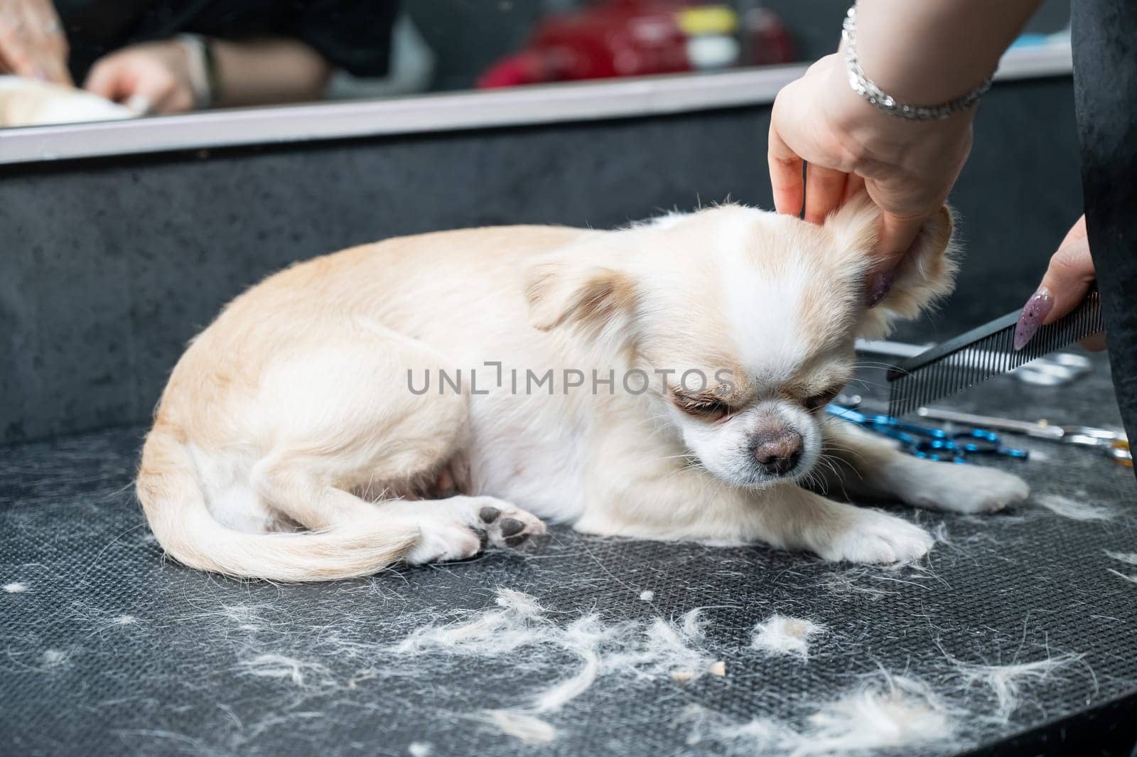 Woman cutting cute shorthair chihuahua dog in grooming salon