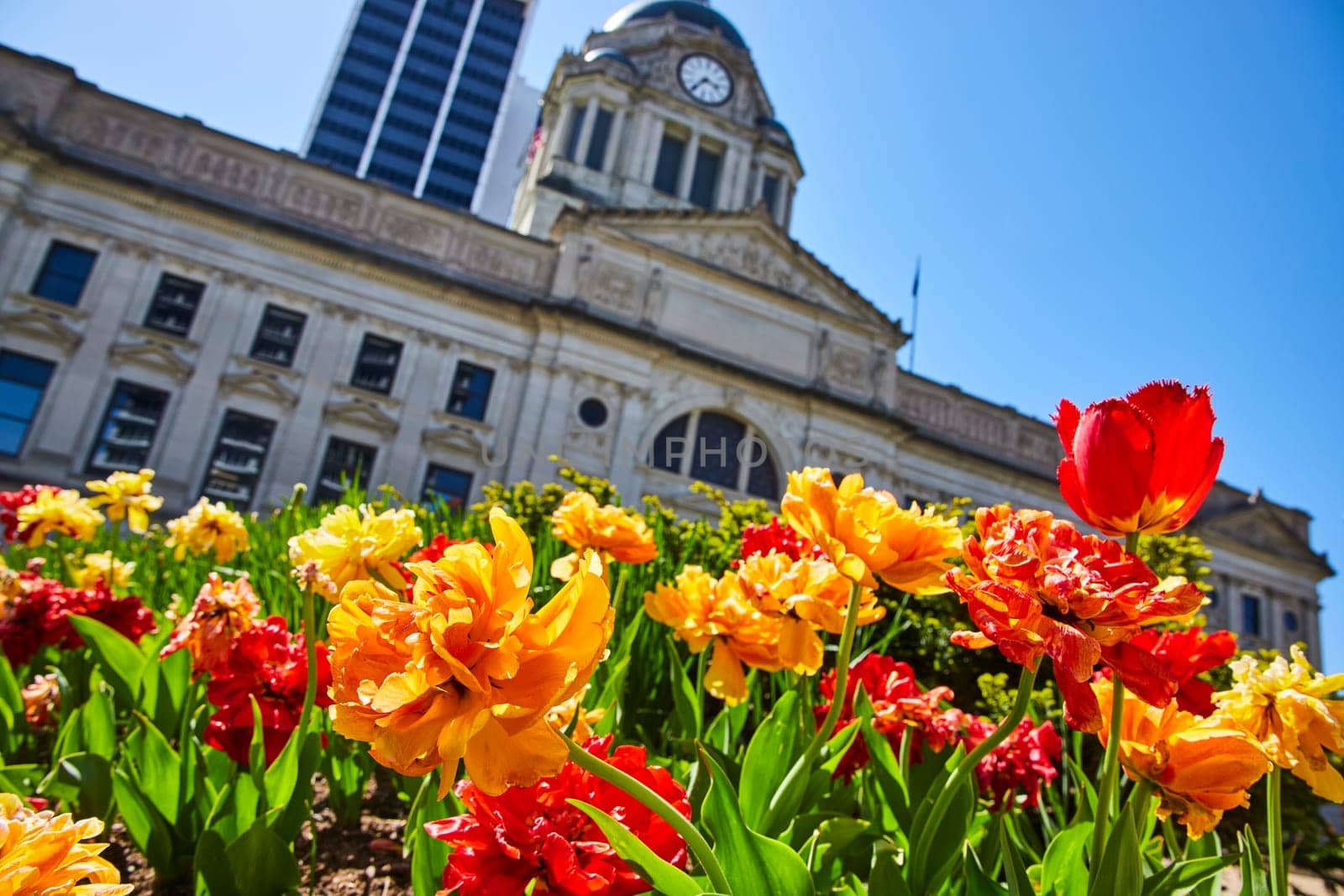 Vibrant tulips bloom before Fort Wayne's historic courthouse, symbolizing urban renewal and community pride.