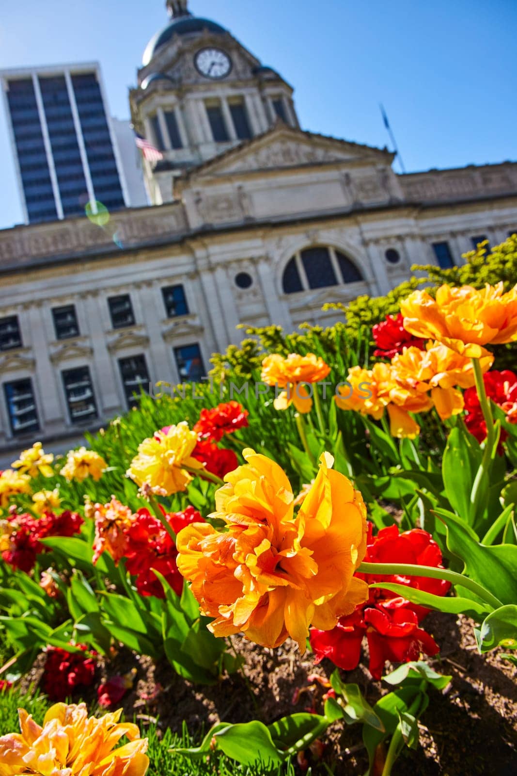 Vivid tulips bloom in front of Fort Wayne's historic courthouse under a clear blue sky, symbolizing community and renewal.