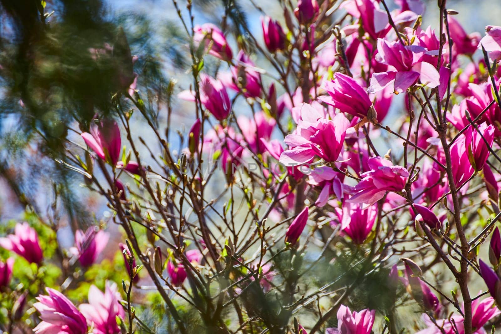 Springtime in Fort Wayne: Lush pink magnolia blooms glow under sunlight at the Children's Zoo.