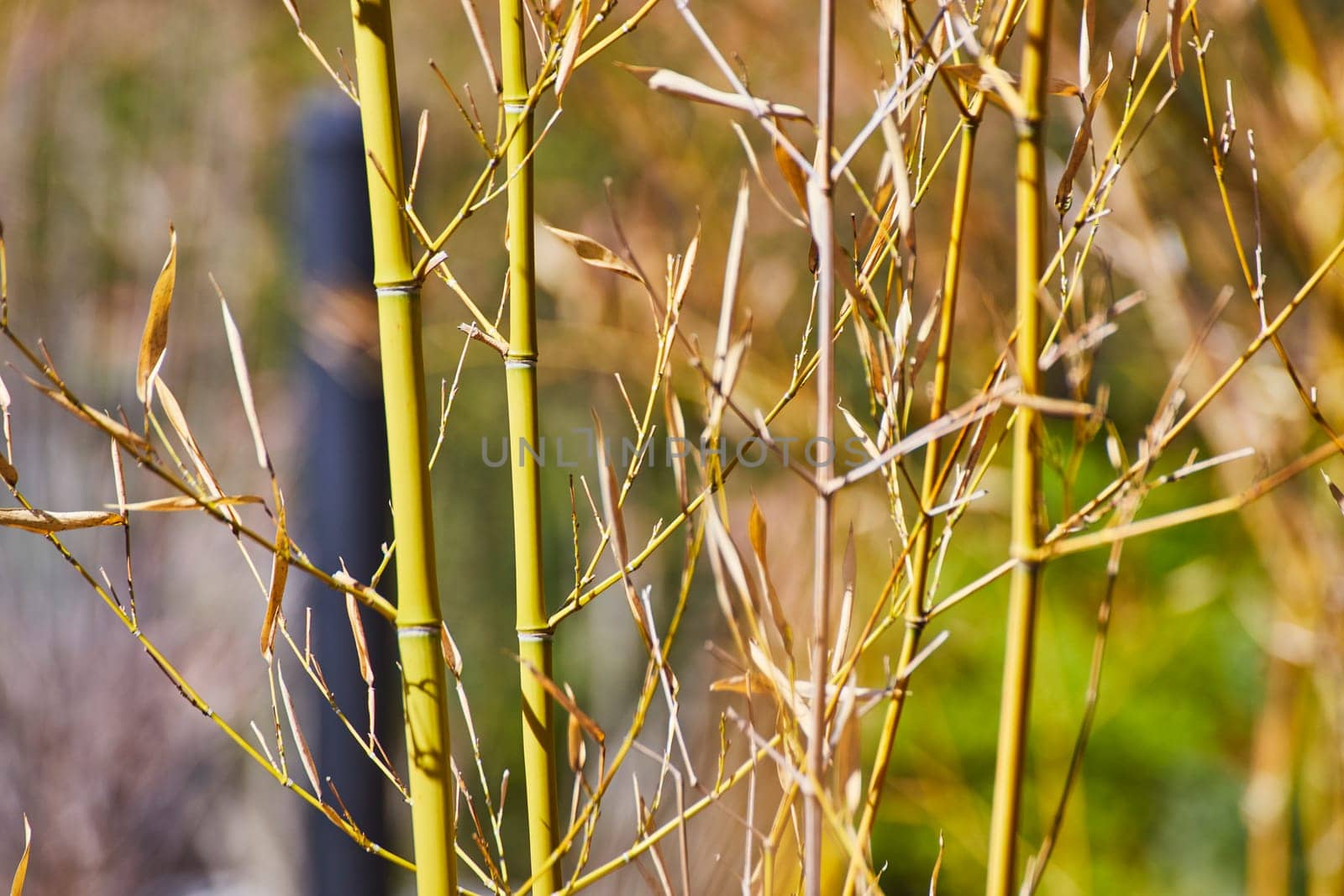 Sunlit bamboo stalks in serene setting, vibrant and fresh, ideal for themes of growth and eco-awareness.