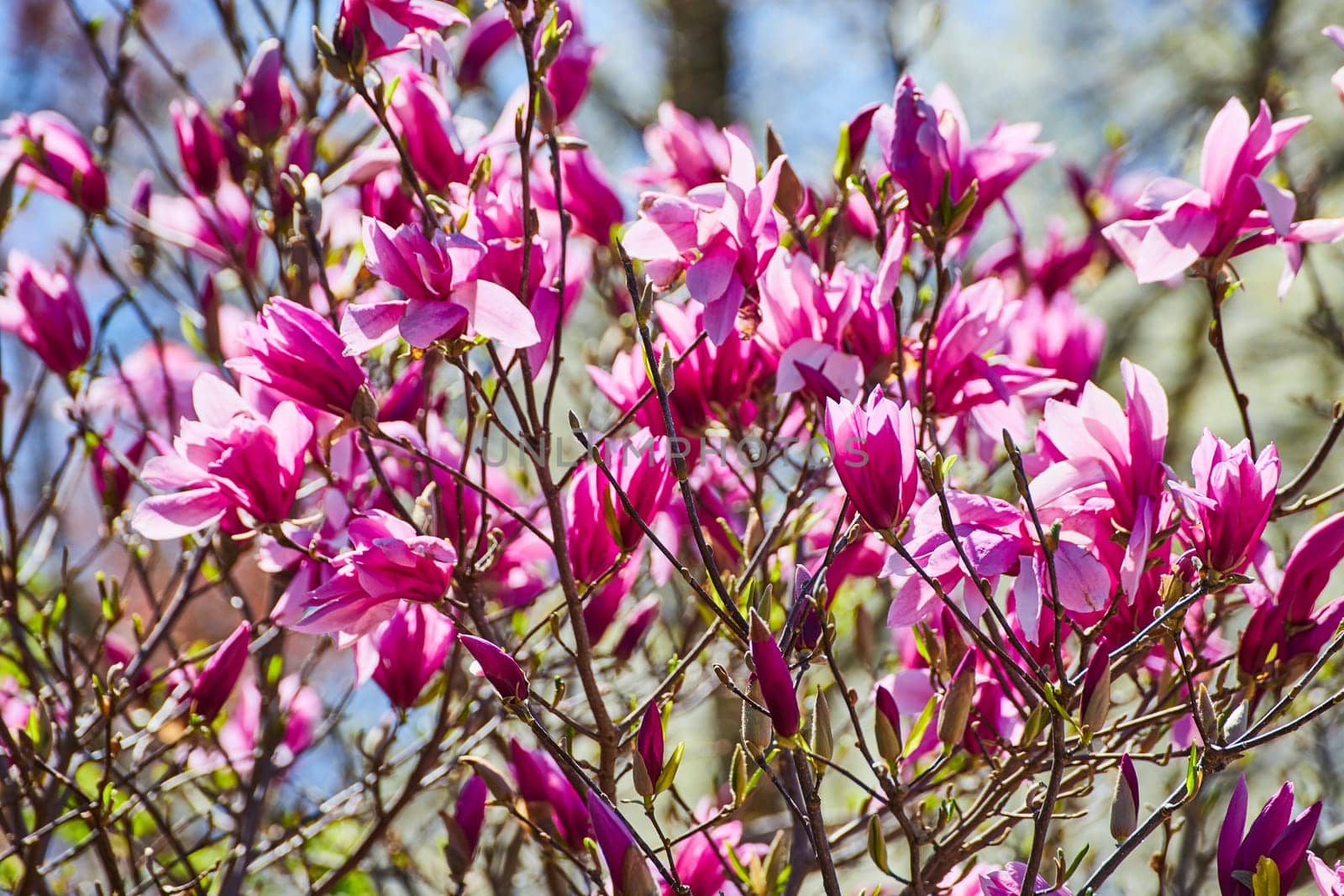 Vibrant pink magnolia blossoms in full bloom under the clear blue sky at Fort Wayne, Indiana, embodying spring's renewal.