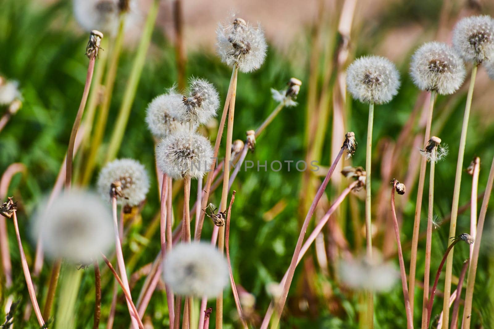 Whispering winds in Fort Wayne: Delicate dandelion clocks poised for renewal in a serene meadow.