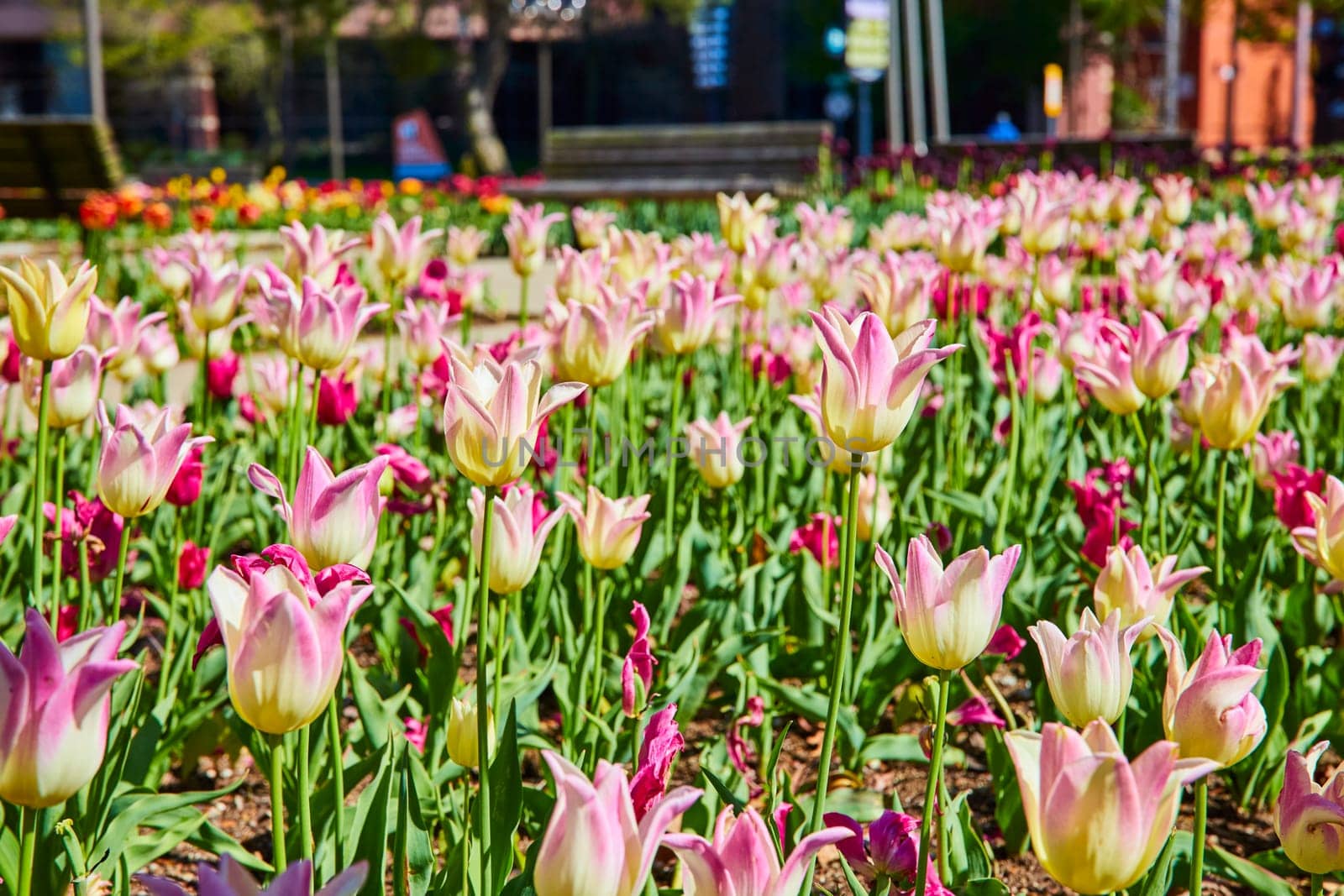 Springtime bliss in Fort Wayne: Pink and white tulips bloom against a city backdrop, embodying urban renewal.