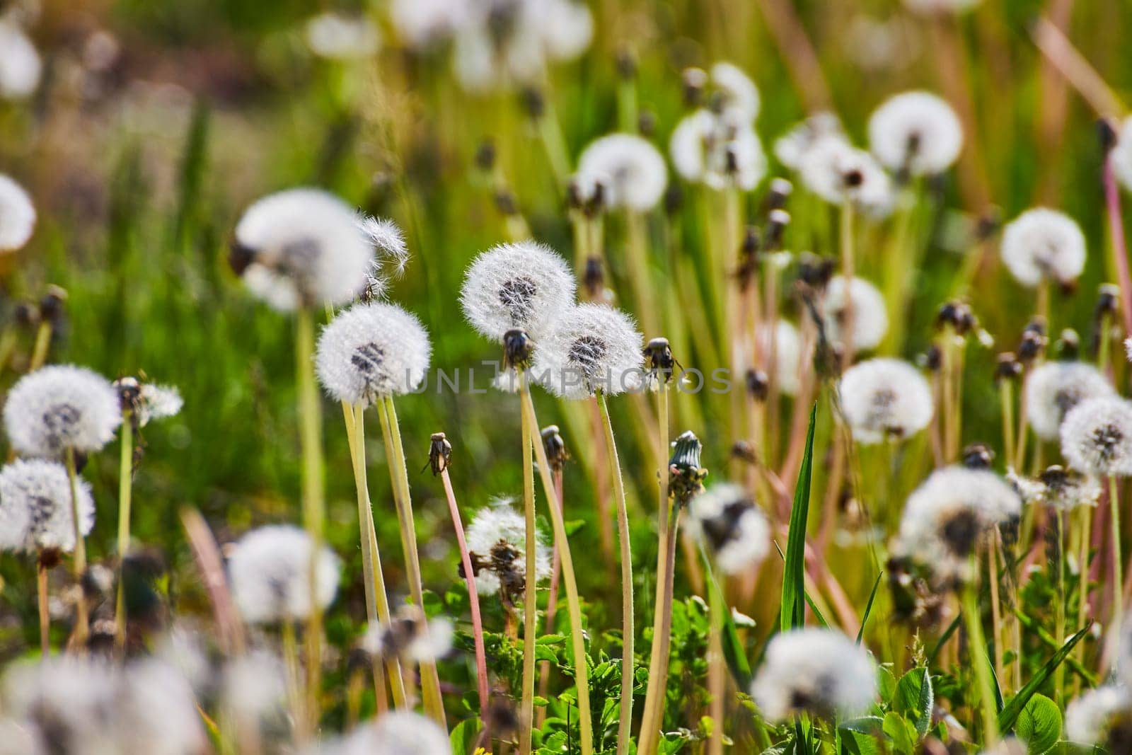 Close-up of dandelion seed heads in Fort Wayne, Indiana, capturing the essence of spring renewal and nature's cycles.