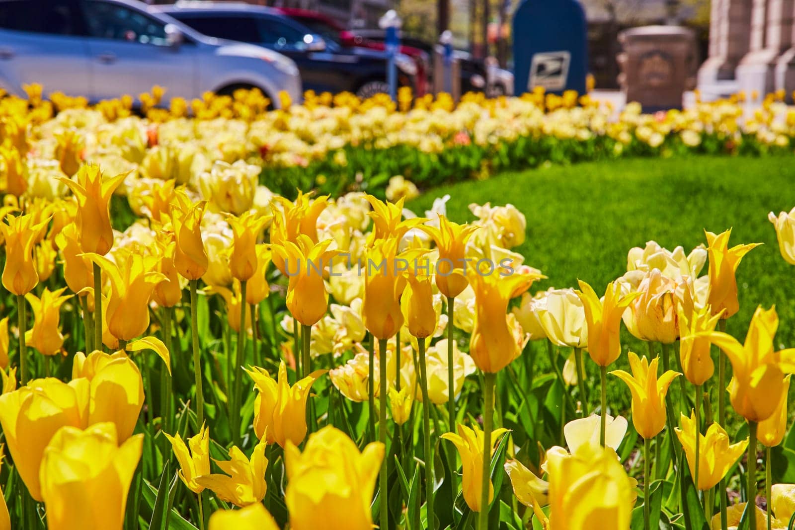 Bright midday sun illuminates a vibrant tulip garden in downtown Fort Wayne, blending nature with urban life.