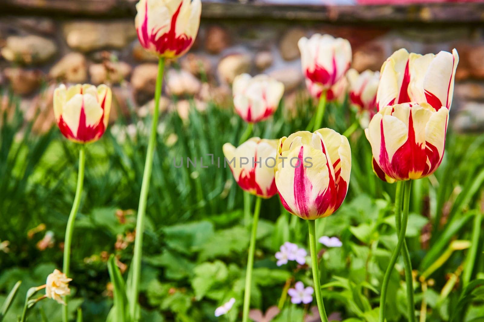 Vibrant red and yellow tulips bloom in Warsaw Biblical Gardens, capturing the essence of spring.
