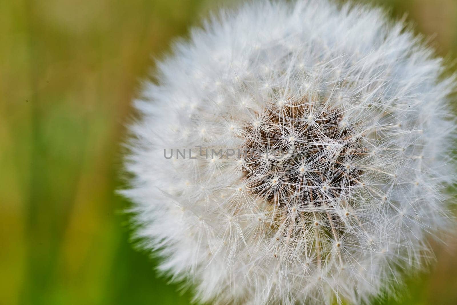Exquisite macro shot of a dandelion seed head in Fort Wayne, capturing the delicate cycle of nature.
