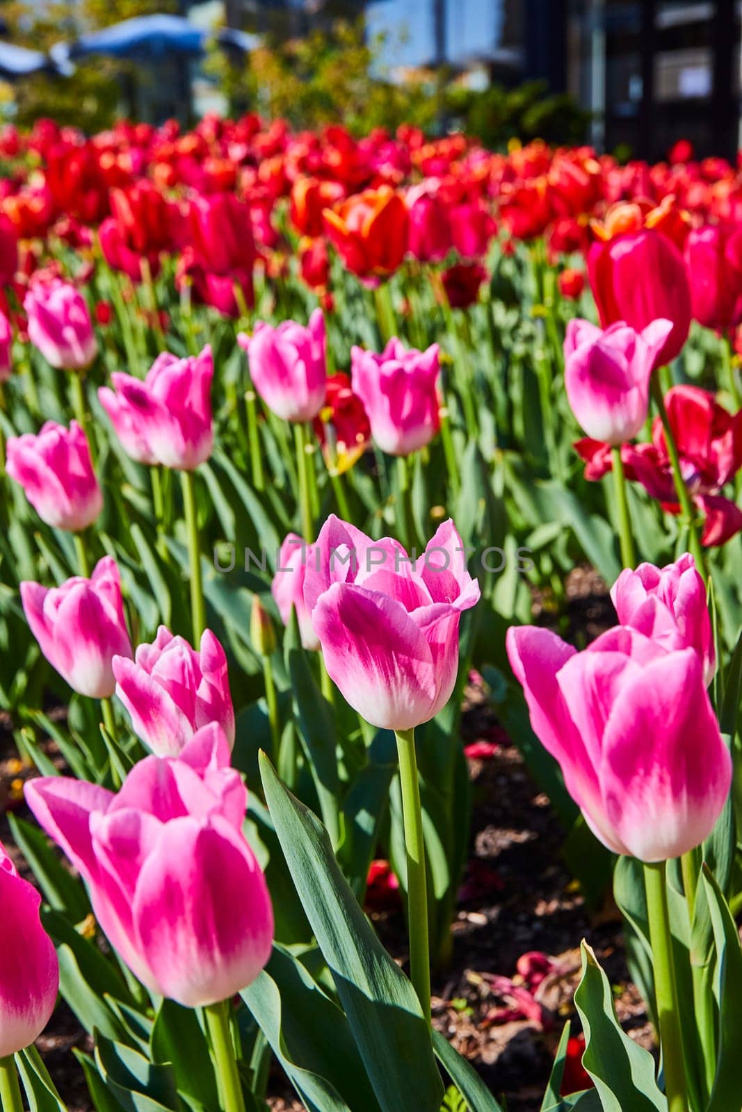 Bright spring day in Fort Wayne Botanical Gardens: Lush pink and red tulips bloom against a city backdrop.