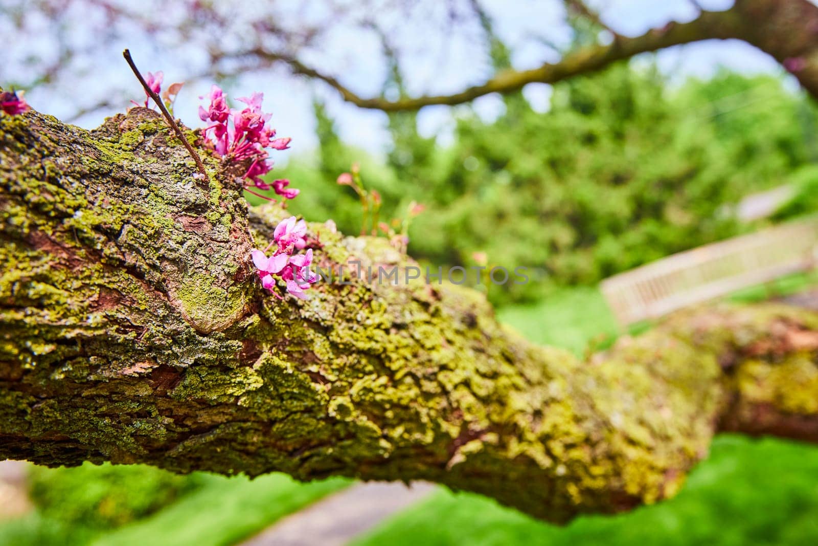 Mossy branch with pink blossoms in soft focus, symbolizing renewal in Warsaw Biblical Gardens.