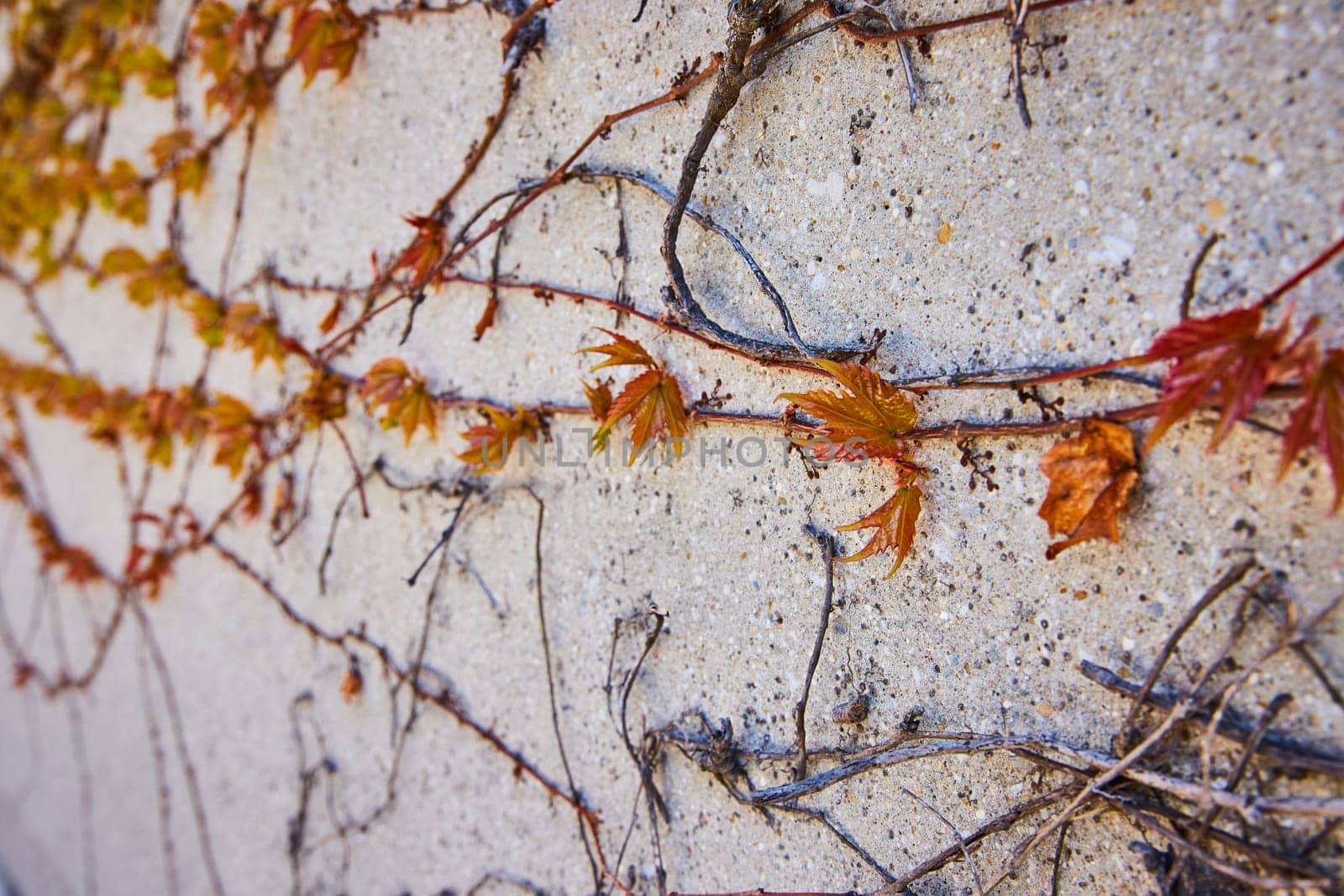 Ivy vines ascend a concrete wall in downtown Fort Wayne, symbolizing urban resilience and natural beauty.