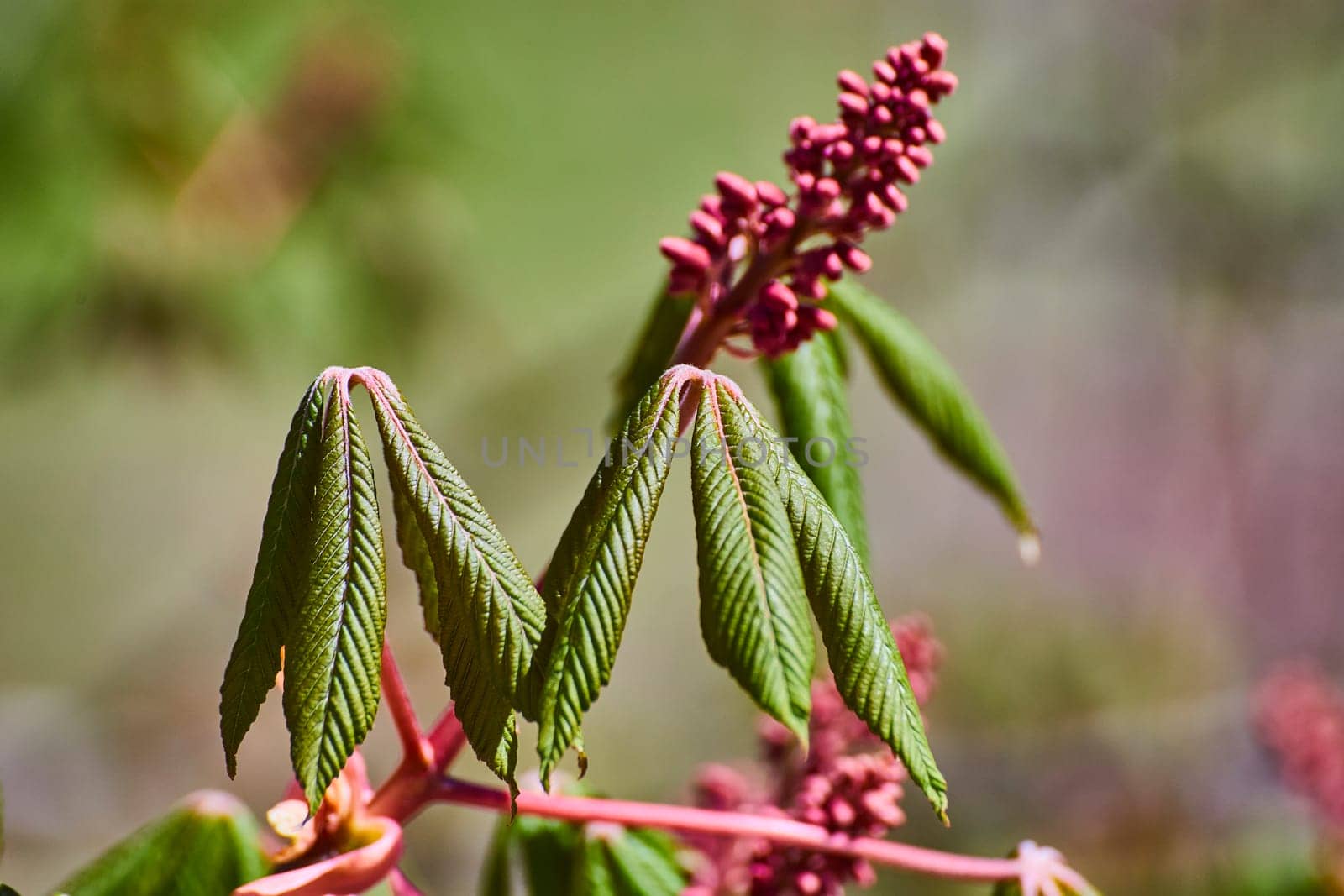 Vibrant young chestnut leaves and buds flourish in spring's embrace, captured in Fort Wayne, Indiana.