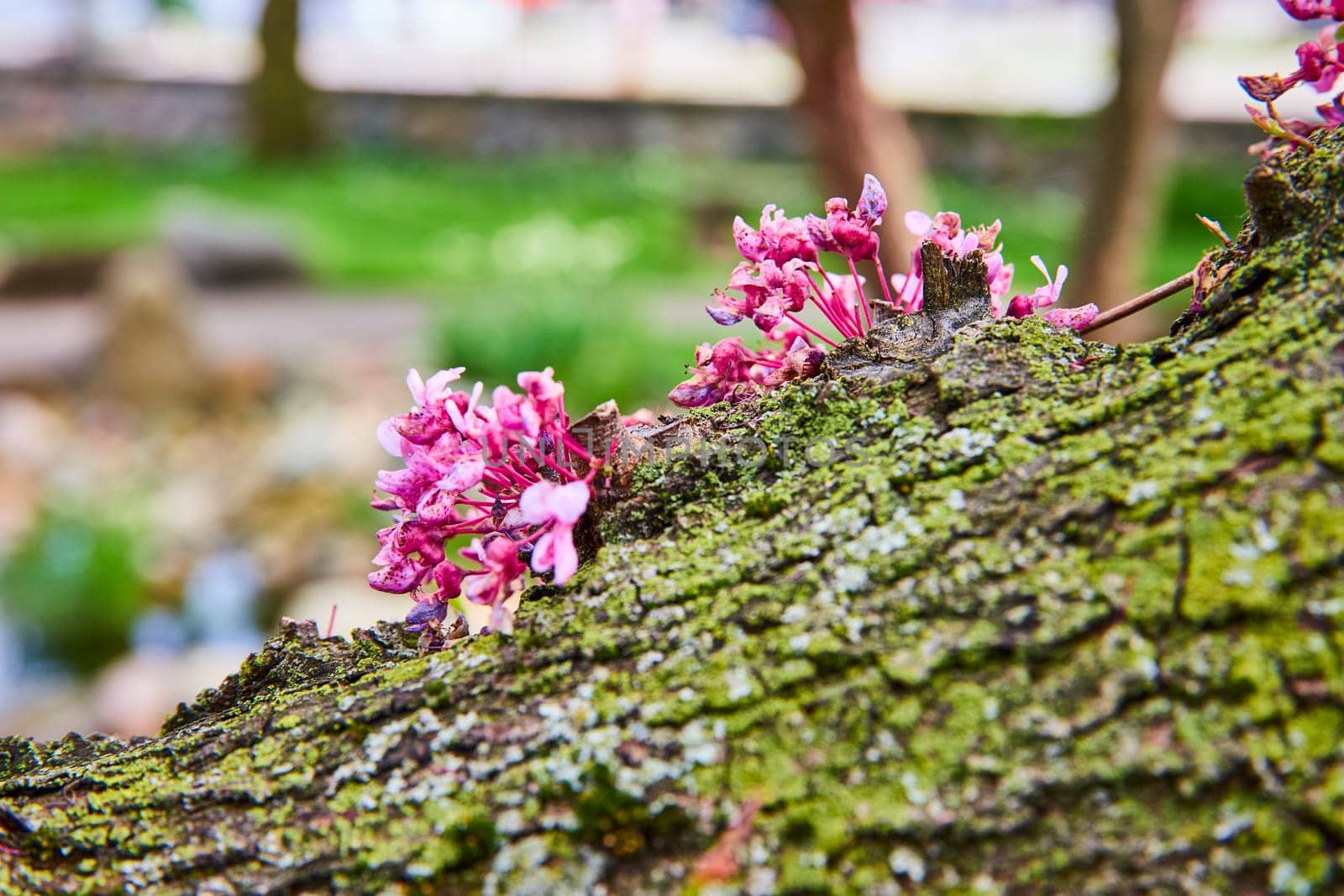 Vibrant pink flowers bloom on mossy tree bark in Warsaw Biblical Gardens, embodying nature's resilience.