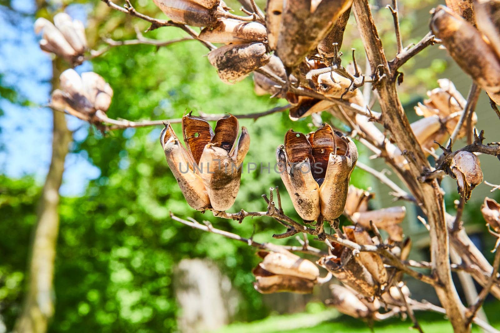 Yucca seed pods stand out in a historic Fort Wayne garden, highlighting nature's cycles and beauty.