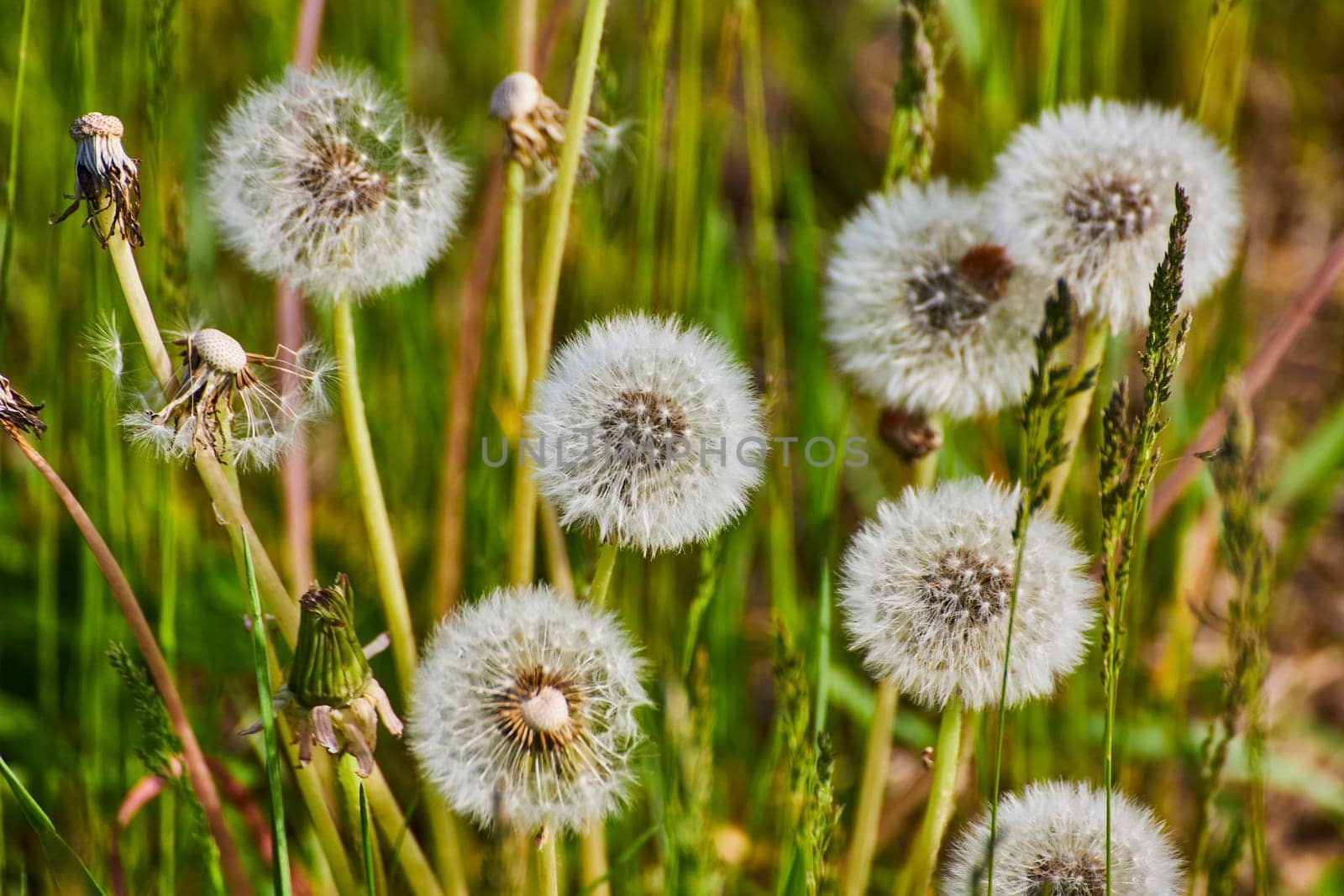 Vivid dandelion seed heads in various stages of dispersal, nestled in lush grass, Fort Wayne, Indiana.