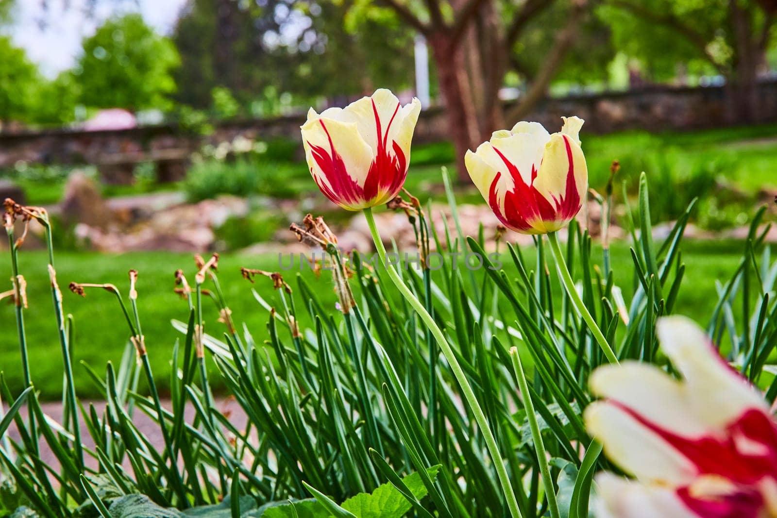 Vibrant tulips bloom in Warsaw Biblical Gardens, Indiana, showcasing spring renewal amidst lush greenery.