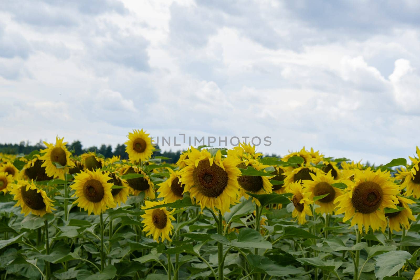 Sunflower field in blu cloudy sky background. Copy space for your text. Natural botany backdrop on gold sunset. Setting sun on field of yellow sunflowers. Flowering meadow on summer landscape by anna_stasiia