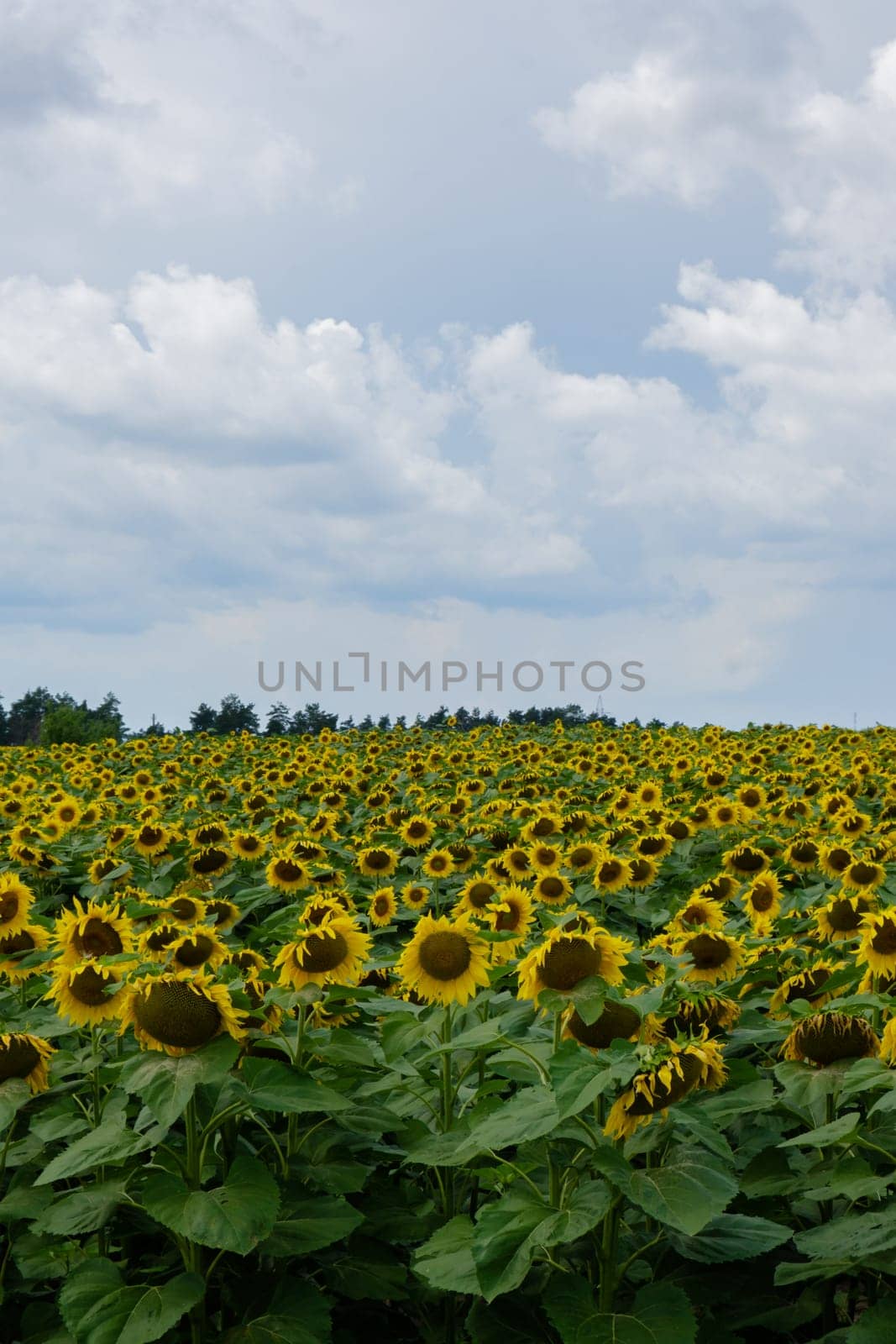 Sunflower field in blu cloudy sky background. Copy space for your text. Natural botany backdrop on gold sunset. Setting sun on field of yellow sunflowers. Flowering meadow on summer landscape by anna_stasiia