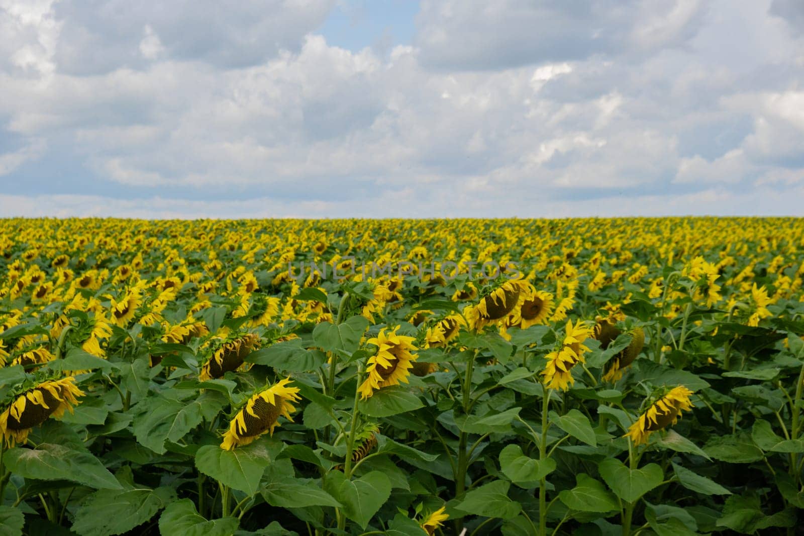 Beautiful sunflower agricultural field. Industrial farming field of blooming sunflowers. Harvest concept. Rural Sunflowers for oil production agronomy landscape