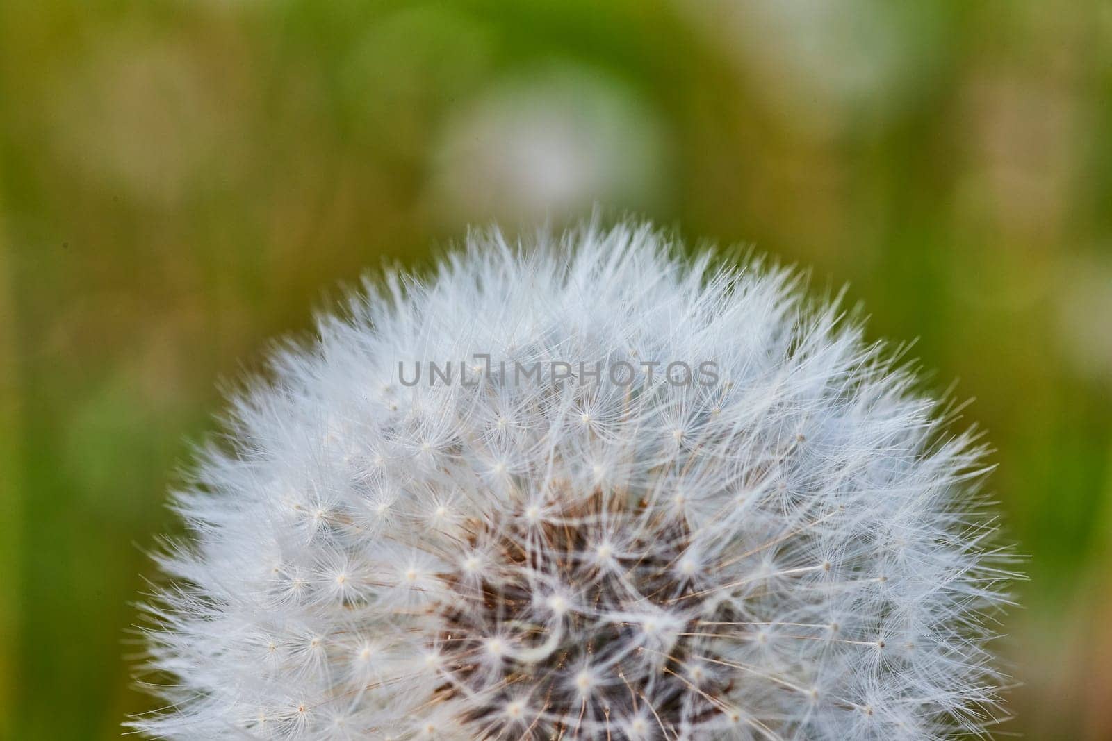 Delicate dandelion seed head close-up, showcasing nature's intricacy against a soft, green backdrop in Fort Wayne.