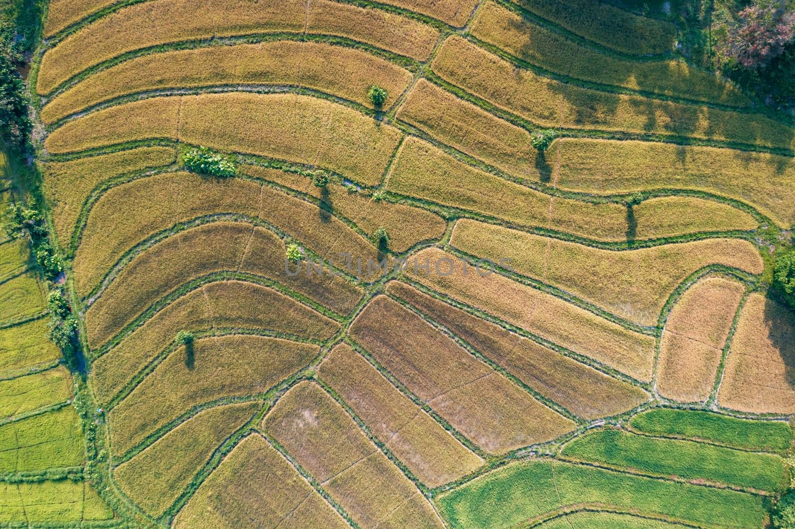 A beautiful aerial perspective showing the intricate pattern of rice terraces in a rural area of Asia under the soft late afternoon light.