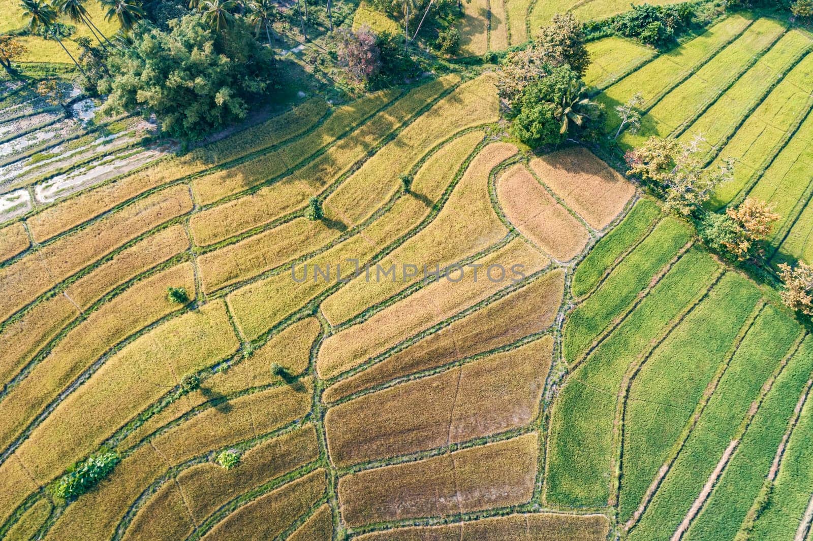 Aerial view of harvested rice terraces in rural Asia during late afternoon. Philippines, Palawan by Busker